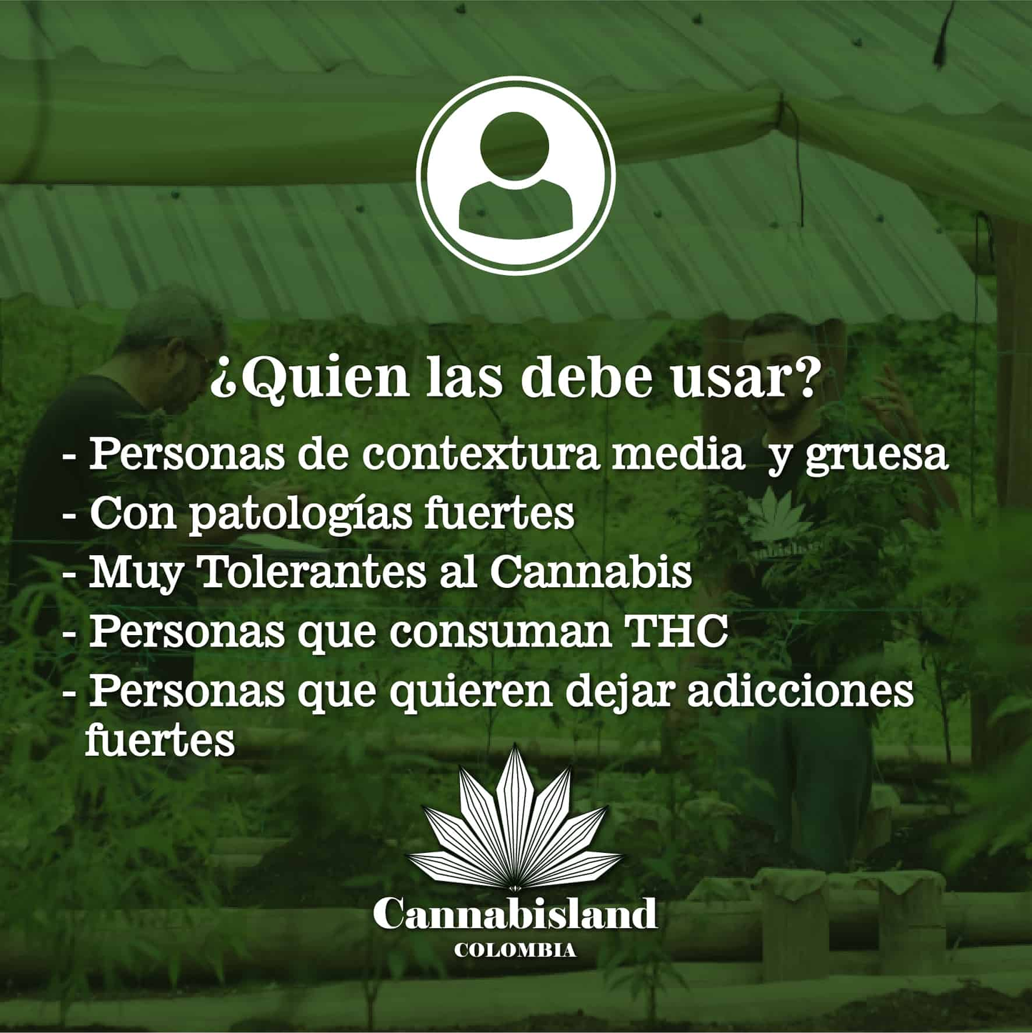CBD al 20%