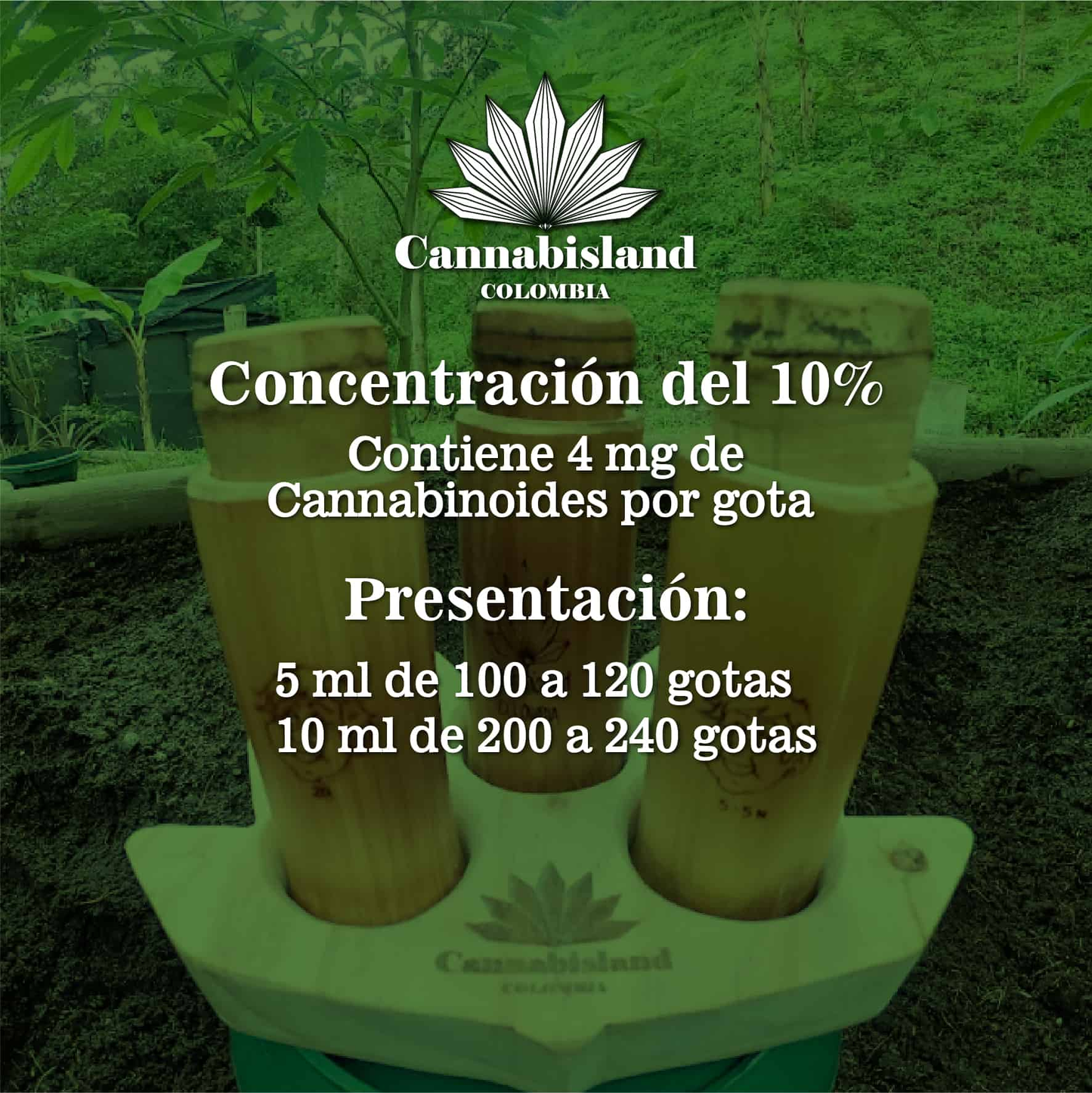 CBD al 10%