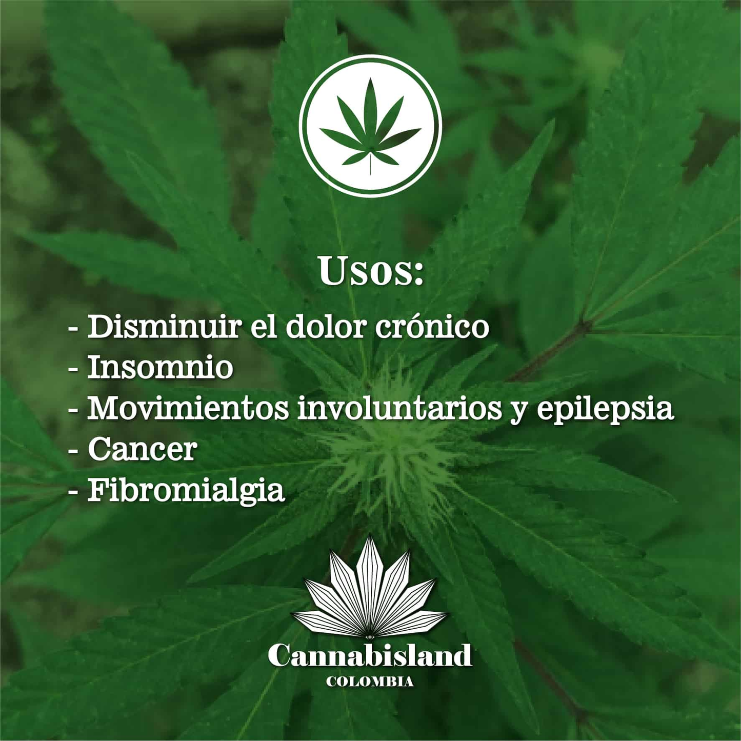 CBD al 20%